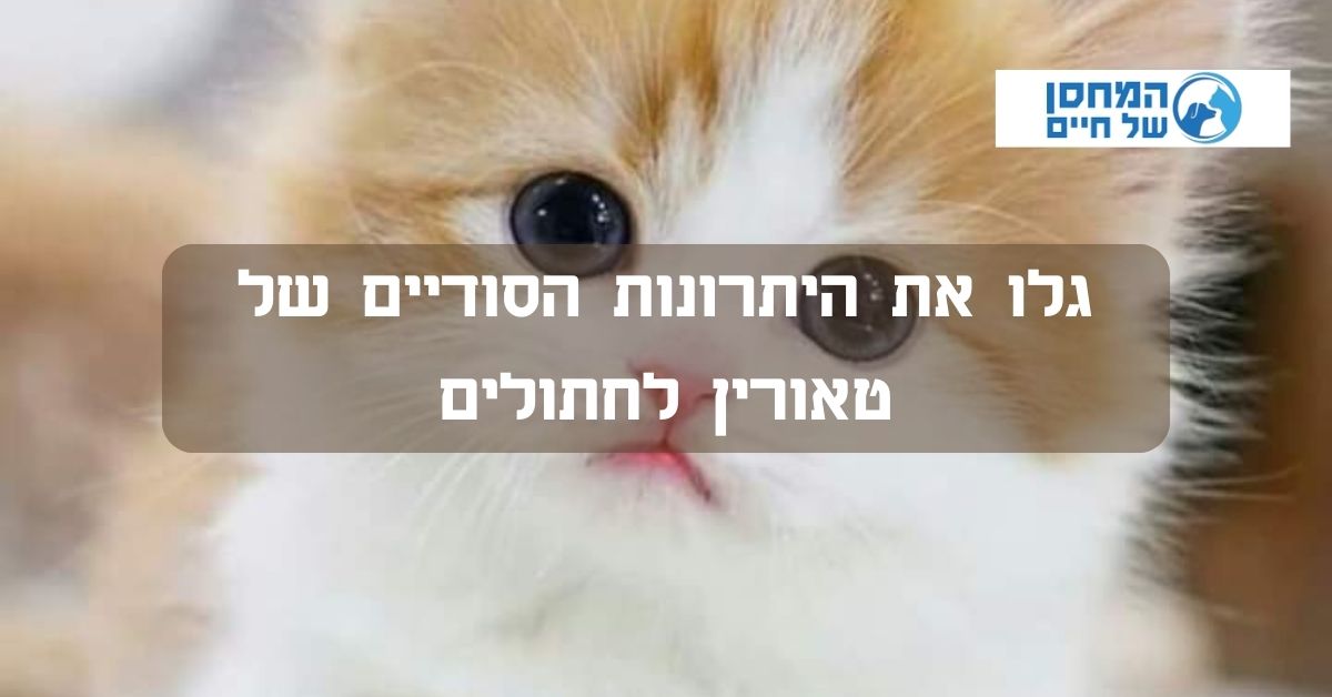טאורין לחתולים